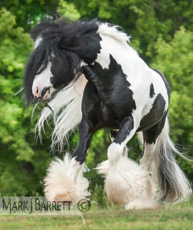 gypsy cob